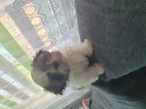 Shih Tzu Hündin sucht noch ihr neues Kuschelkissen Bild 2