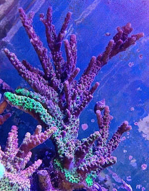 Korallen SPS Acropora + LPS und einige mehr