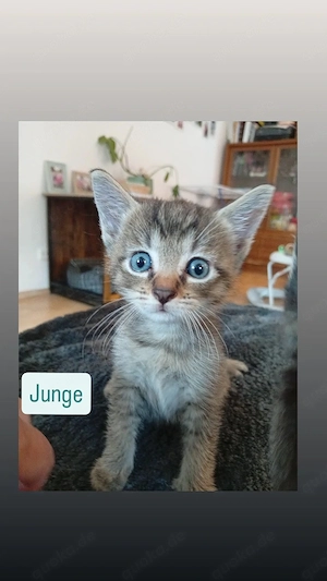 Bkh mix Kitten noch ein Kater frei 
