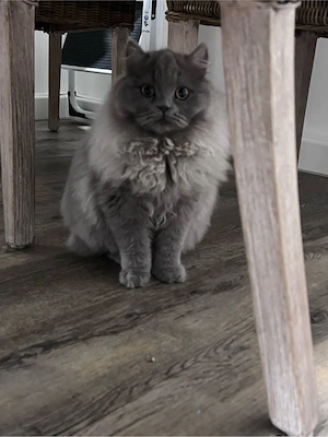 Süße Katze sucht neues Zuhause Bild 3