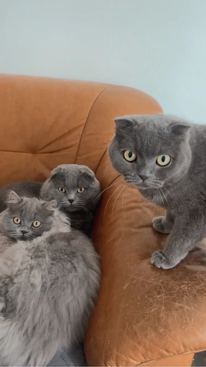 Süße Katze sucht neues Zuhause Bild 4