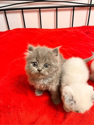 Süße Katze sucht neues Zuhause