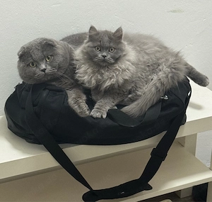 Süße Katze sucht neues Zuhause Bild 2