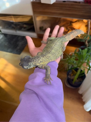    Uromastyx nigriventris Weibchen   4 Jahre alt   gesund & top gepflegt   