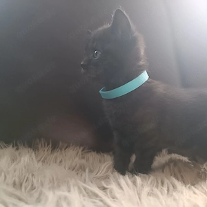 BKH Kitten britisch Kurzhaar Baby Katzen