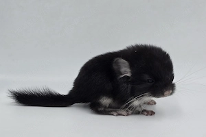 Chinchilla Männchen Black Pearl bald zur Abgabe,