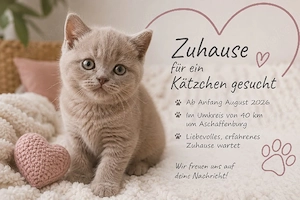 Liebevolle Familie sucht Babykatze Kätzchen ab August 2026   