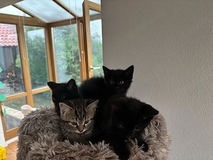Britisch Kurzhaar BKH Kitten