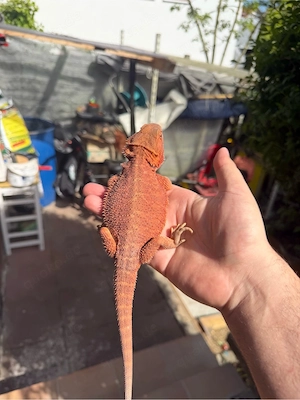 Farbbartagame Weibchen (Pogona vitticeps)   2 Jahre alt   kräftige Rotfärbung    Bild 3