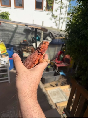 Farbbartagame Weibchen (Pogona vitticeps)   2 Jahre alt   kräftige Rotfärbung    Bild 2