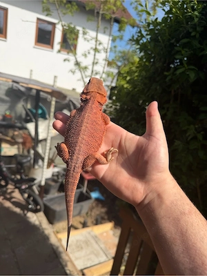 Farbbartagame Weibchen (Pogona vitticeps)   2 Jahre alt   kräftige Rotfärbung    Bild 4