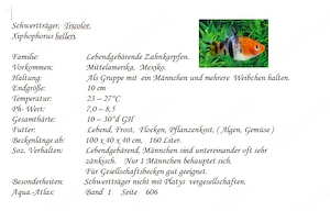 Schwertträger Tricolor Bild 2