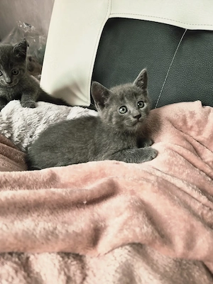 Russisch blau Kitten, reinrassige