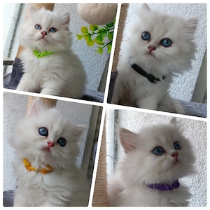 Wunderschöne reinrassige Britisch langhaar Kitten in Black silver shaded mit blauen Augen 