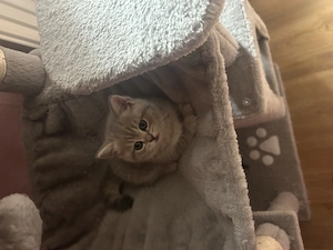 Verspielte BKH Kitten Anfang Juli abgabebereit beide Weibchen