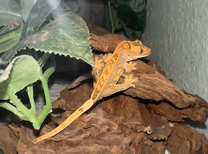 5 Monate alter Kronengecko samt Terrarium und ganzem Zubehör