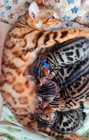 Bengal Mix Kitten 