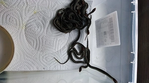 Thamnophis sirtalis infernalis Babys  Bild 5