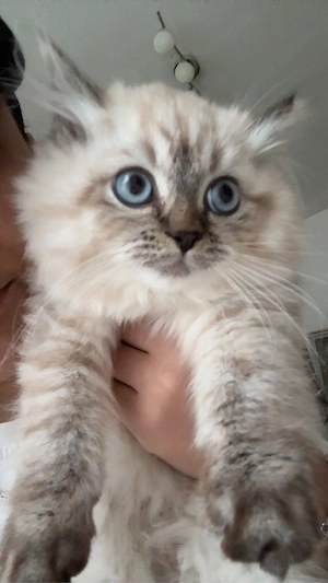 Ragdoll Kitten