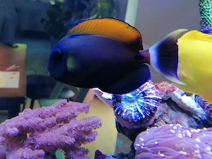 Doktorfisch Acanthurus Fowleri 