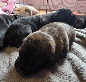Süße Labrador Mix Welpen 