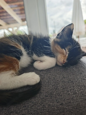 süße Perser Mix Babies weiblich  Bild 4