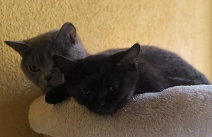 Unsere süße Britisch Kurzhaar (BKH) Kitten sucht ein liebevolles neues Zuhause