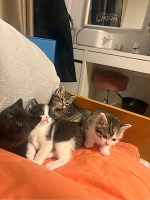 Bkh Mix Katzenbabys