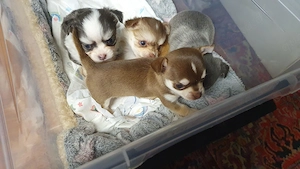 Wir sind mal wieder mit schönen Chihuahua-Welpen beglückt worden