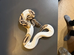 Königspythons