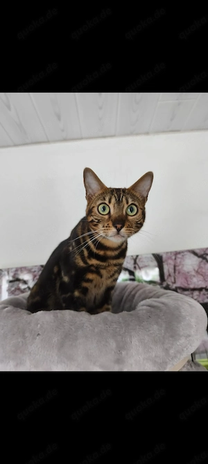 Bengal Katze Hazel in liebevolle Hände abzugeben 