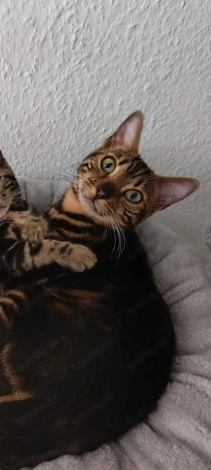 Bengal Katze Hazel in liebevolle Hände abzugeben 