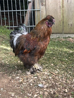 Zwerg Seidenhahn  Bild 4