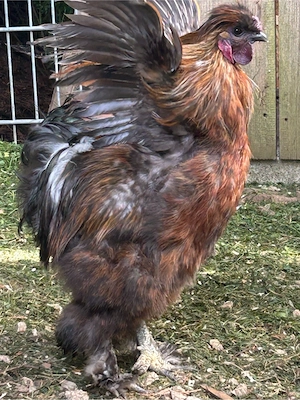Zwerg Seidenhahn  Bild 3