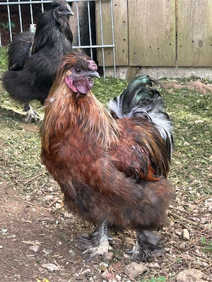 Zwerg Seidenhahn  Bild 2