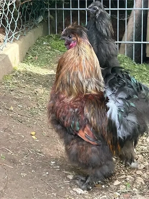 Zwerg Seidenhahn  Bild 5