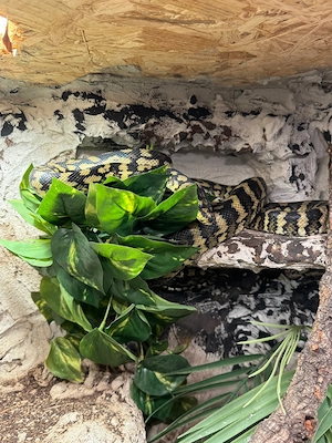 diamantpython