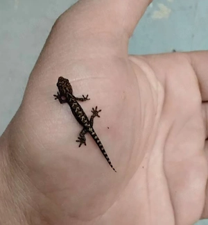 Jungferngecko Lugubris Jungferngeckos  Geckos 