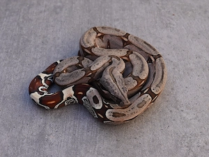 Boa Constrictor Constrictor Surinam aus dem Jahr 2025 ( Nachzuchten )