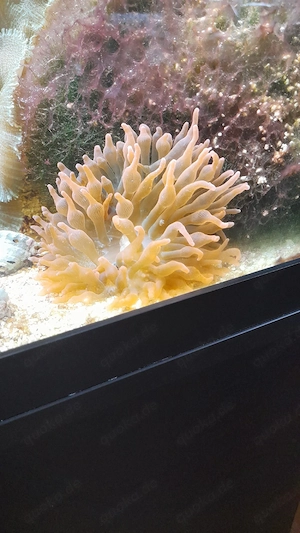 Kupferanemone  und Affenhaar Meerwasser