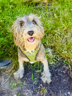 Lagotto Ramagnole Telma sucht ein Körbchen 