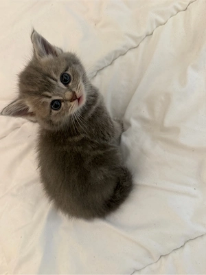 BKH Kitten