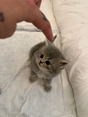 kitten katzen 