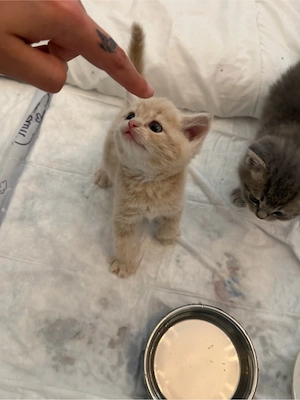 kitten katzen 