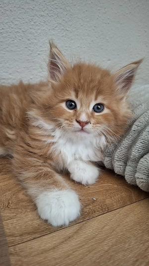 Maine Coon Kitten Katze Kater 