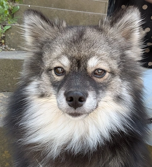 Pomsky (pomeran spitz mit Husky)