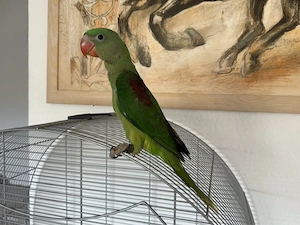 Alexandersittisch handzahm Bild 2