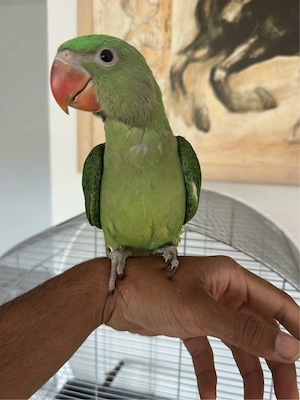 Alexandersittisch handzahm Bild 3
