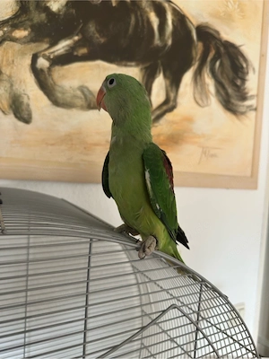 Alexandersittisch handzahm Bild 4