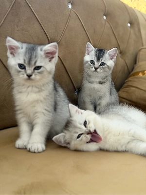 baby katze.  Bild 5